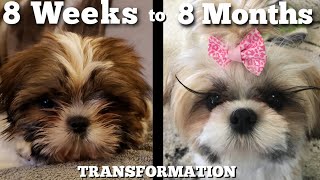 Watch Our Puppy Grow Shih Tzu Transformation [upl. by Laural959]