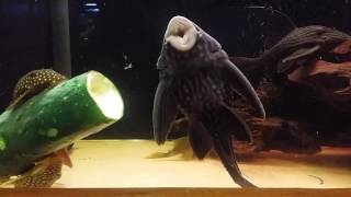 Timelapse plecos eating cucumber [upl. by Monique]