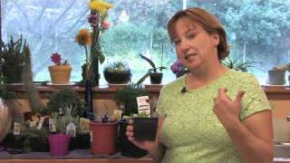 Flower Gardening Tips  How to Grow Daisies [upl. by Dyraj]