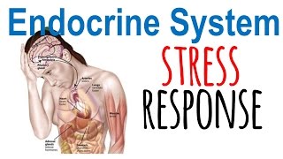 Stress response physiology [upl. by Stagg217]