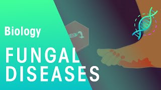 Fungal Diseases  Health  Biology  FuseSchool [upl. by Mcgregor]