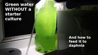 Green Water WITHOUT a Starter Culture  From Scratch  How To [upl. by Artek]