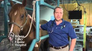 Equine Lameness Exam [upl. by Onitsuj]