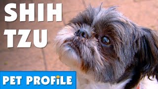 Shih Tzu Pet Profile  Bondi Vet [upl. by Aciretnahs]