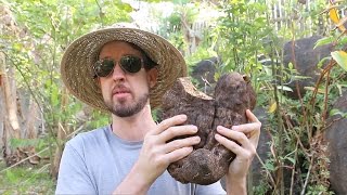 How to Propagate Yams the Easy Way The Minisett Method [upl. by Eirb759]