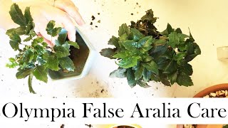 Olympia False Aralia Care Tips and RePotting [upl. by Calie]