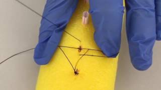 Hemostatic Sutures Basic Technique [upl. by Seavir]