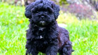 Shih Poo  The Ultimate Owners Guide [upl. by Eetsud492]