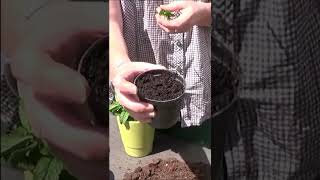 Conseils jardinage Menthe Comment faire une bouture de menthe shortsyoutube [upl. by Earej]