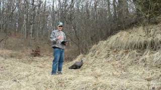 DIY Motorized Turkey Decoy Wireless  Full description and demonstration [upl. by Fesuy]