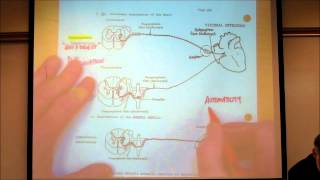 AUTONOMIC NERVOUS SYSTEM PART 1 by Professor Finkwmv [upl. by Camp]