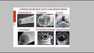 Nematodos generalidades [upl. by Lien22]