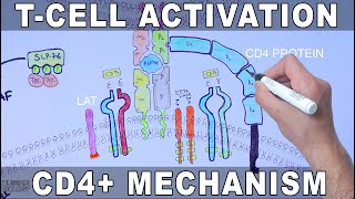 T Cell Activation  Mechanism [upl. by Anaylil]