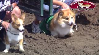 Canterbury Park Corgi Races 7302016 [upl. by Rori]