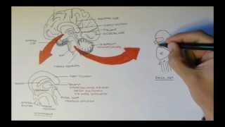 Brain Anatomy Overview  Lobes Diencephalon Brain Stem amp Limbic System [upl. by Akerue]