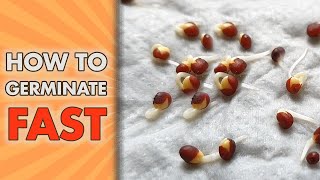 How To Germinate Seeds FAST  Paper Towel Seed GERMINATION Method [upl. by Medor]