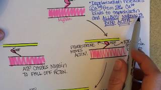 CrossBridge Cycle of Muscle Contraction [upl. by Liberati392]