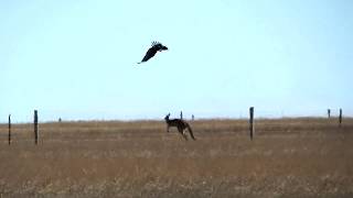 WedgeTailed Eagle Attacks Kangaroo in Sleaford South Australia [upl. by Corson]