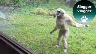 Funny Gibbons Intrigued By Puppy Guide Dog In Training [upl. by Opiuuk693]