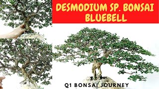 HOW TO TRIM A BLUEBELL BONSAI  TRIMMING A DESMODIUM SP BONSAI [upl. by Barbra]