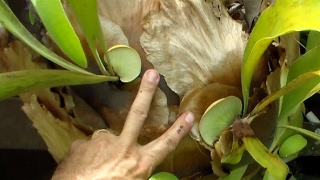 Propagate Staghorn Fern by Cutting [upl. by Annwahsal560]