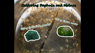 How To Culture Daphnia and Moinas using Green Water Spirulina powder [upl. by Charlotte444]