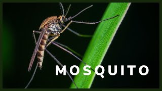 Mosquito sound effect  mosquito flying sound HD [upl. by Jethro353]