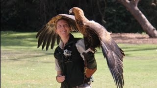 Wedgetail Eagle Starts to Soar at Taronga Zoo [upl. by Rhoads292]