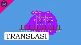 SINTESIS PROTEIN  TRANSLASI [upl. by Nyrhtak]