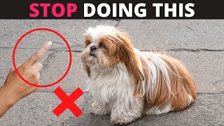 12 Things you Should Never do to your Shih Tzu [upl. by Corinne]