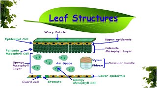 Leaf Structures amp Functions [upl. by Anitniuq]