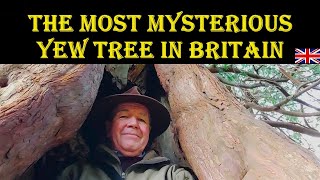 THE MOST MYSTERIOUS YEW TREE IN BRITAIN [upl. by Kenay]