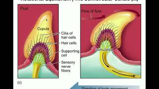 Anatomy  Physiology of the Semicircular Canals [upl. by Aaberg710]