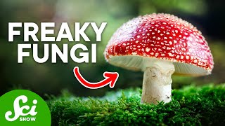 The Craziest Fungi On Earth Today [upl. by Myers]