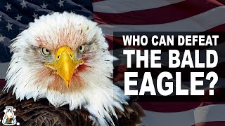 5 Eagles That Could Defeat A Bald Eagle [upl. by Mcgrody]