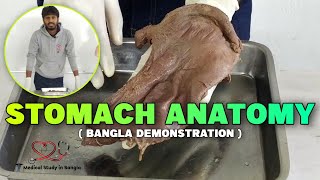 Stomach anatomy in bangla  Parts clinical importance histologydevelopment [upl. by Eadie262]