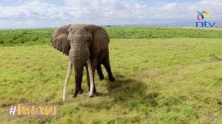 Twende Amboseli National Park [upl. by Lewin]