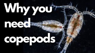 Why you need to add copepods to your reef tank [upl. by Adnoval945]