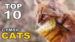 TOP 10 CYMRIC CATS BREEDS [upl. by Britte641]