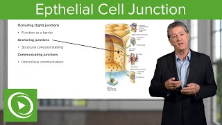 Eptihelial Cell Junctions – Histology  Lecturio [upl. by Ane534]