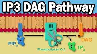 IP3 DAG Calcium Pathway [upl. by Nylaehs]