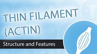 Thin Filaments and Actin Structure [upl. by Mosa]