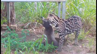 Ocelot vs Coati  Osa Conservation [upl. by Calendre]