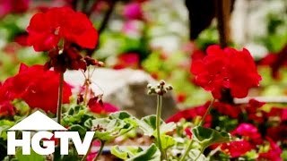 How to Plant Geraniums  Gardening Tips  HGTV [upl. by Akinajnat842]