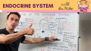 Overview of the Endocrine System [upl. by Gentry]