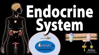 Neuroendocrine Tumors – An Introduction [upl. by Anaxor]