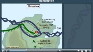 Transcription Animation [upl. by Cacie]