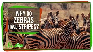 Why Do Zebras Have Stripes [upl. by Eeluj]