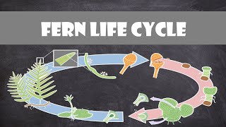 Fern Life Cycle  Plant Biology [upl. by Akyre]