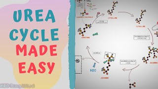 UREA CYCLE MADE EASY 2020  METABOLISMS MADE SIMPLE [upl. by Ythomit933]